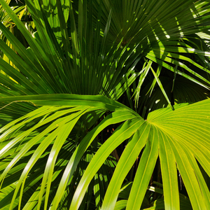 毛茸的的美女屌
